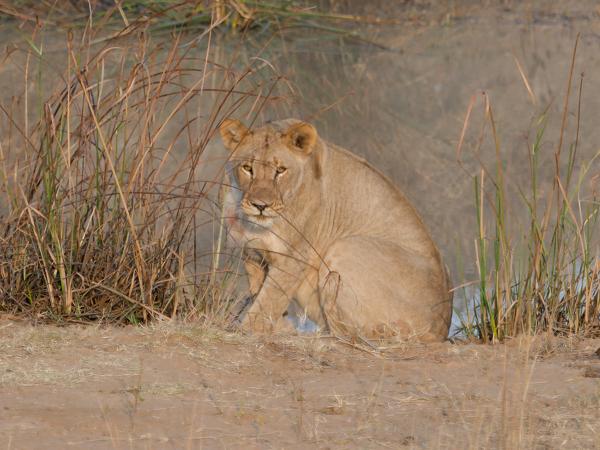 Leeuw (Panthera leo)